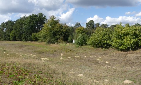 Sandbienen im Kreis Gütersloh entdeckt