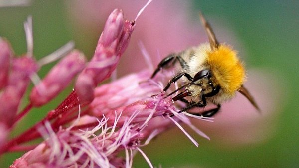 Kleiner Besucher: Eine Ackerhummel hat eine Wasserdost-Pflanze im Garten von Familie Scholz angeflogen. Mit vielen Pflanzen möchte Familie Scholz zahlreiche Insektenarten anlocken. - © STEFANIE BOSS