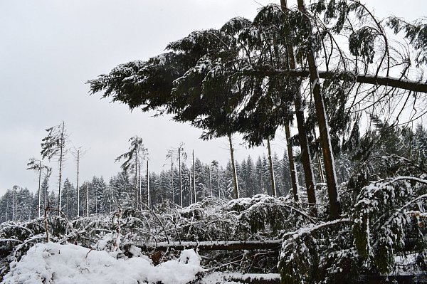 Der Sturm Friederike sorgte im Januar für erhebliche Schäden. - © Preller