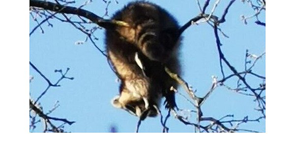 Der Waschbär genießt sein Sonnenbad und lässt sich von den Einsatzkräften nicht stören. - © Feuerwehr Bad Salzuflen