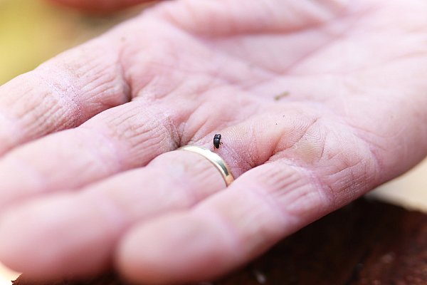 Ein ausgewachsener Borkenkäfer sieht auf der Hand wenig gefährlich aus. Doch mehrere tausend von ihnen haben zahlreiche Fichtenbestände zerstört. - © Alexander Lehn
