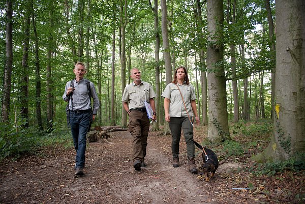 Trügerische Idylle: Ralf König (Stadt, v. l.), Holger-Karsten Raguse (Leiter Regionalforstamt OWL) und Försterin Anna Rosenland im Buchenwald. Eigentlich müsste es unter dem Blätterdach stockdunkel sein - © Ralf Bittner