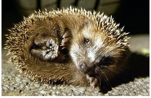 Gegen Fressfeinde kann sich der Igel gut verteidigen. Bei herannahenden Autos hilft dem Insektenfresser jedoch nur die Flucht - und die gelingt nicht immer. - © FOTO: DPA