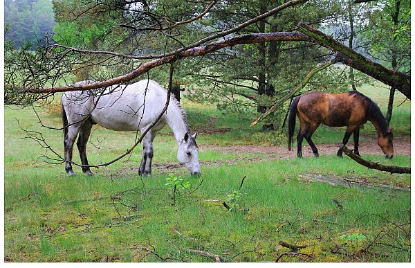 Die Senner Pferde genossen den ersten Auslauf im Naturschutzgebiet Moosheide. Zum Auftrieb kam auch Schirmherr Armin Prinz zur Lippe. - © FOTOS: ANNIKA FALK