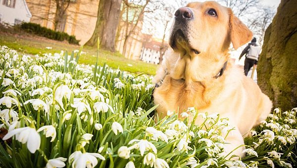 Krokusse blühen zum Frühlingsanfang: Die Tier- und Pflanzenwelt erwacht zu Frühlingsbeginn zum neuen Leben. - © Symbolbild Pixabay