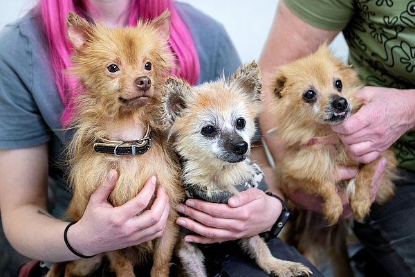 Auch diese drei Hündchen haben die Hoffnung auf ein liebevolles Zuhause. - © Barbara Franke