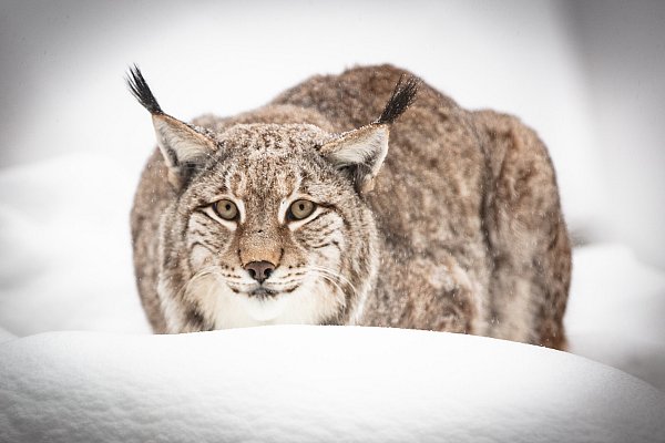 Zu tierischen Geburtstagsfeiern im Heimat-Tierpark Olderdissen lädt dort die Zoo-Schule Grünfuchs ein, auch im Winter. - © Mike-Dennis Müller / www.mdm.photo