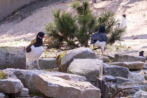Austernfischer im Tierpark Olderdissen. - © Umweltbetrieb Bielefeld