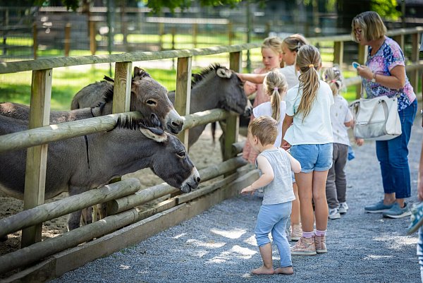 Auch die Esel sind im Tierpark Herford ein großer Besuchermagnet. - © Sarah Jonek