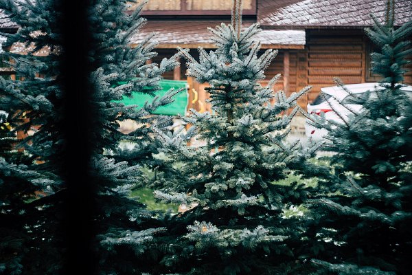 Eine Nordmanntanne hat 2023 etwa 21 bis 29 Euro pro Laufmeter gekostet. - © Symbolbild: Unsplash