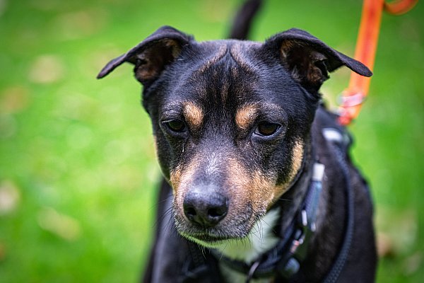 Ein toller Kerl mit so manchen Eigenheiten: Fido möchte gerne wie ein Prinz behandelt werden. - © Stefan Derschum