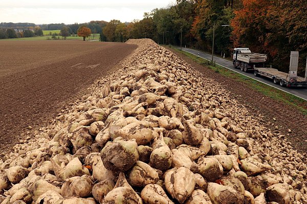 Zuckerrüben: Bald liegen sie wieder in den Mieten auf den Feldern und warten auf den Abtransport. (Themenbild) - © Neue Westfälische