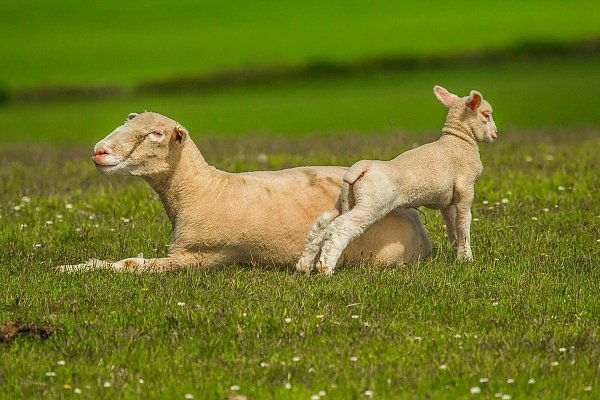 Wegen warmer Sommertage: Einige Schafe wurden im Juni bereits geschoren. - © Symboldbild: Pixabay