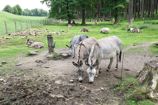 Der Wildpark Neuhaus im Solling. - © Simone Flörke