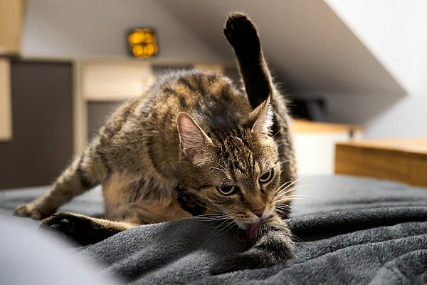 Katzenfell riecht nicht, denn die Tiere reinigen ihr Fell sorgfältig. - © picture alliance / CHROMORANGE
