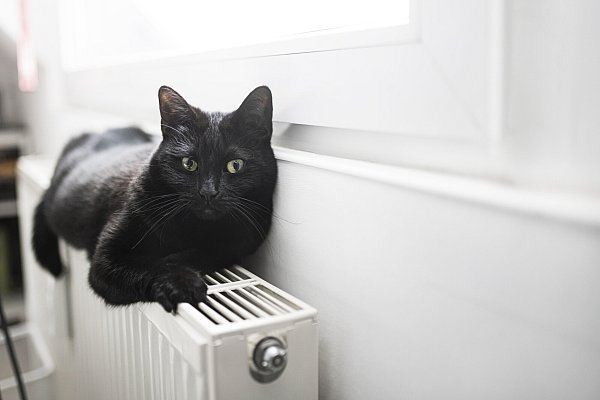 Katzen lieben warme Plätze. - © picture alliance / Westend61