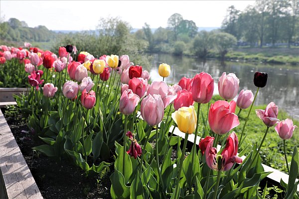 Blühende Tulpen an der Weserpromenade in Höxter - ein Hingucker. - © Simone Flörke