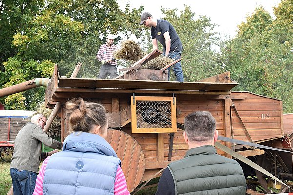 Zum Höhepunkt des Festes auf dem Heimathof gehört das Ausdreschen der geernteten Ähren. Dafür nehmen die Treckerfreunde eine historische Dreschmaschine in Betrieb. ?Fotos: Karin Prignitz - © kprignitz