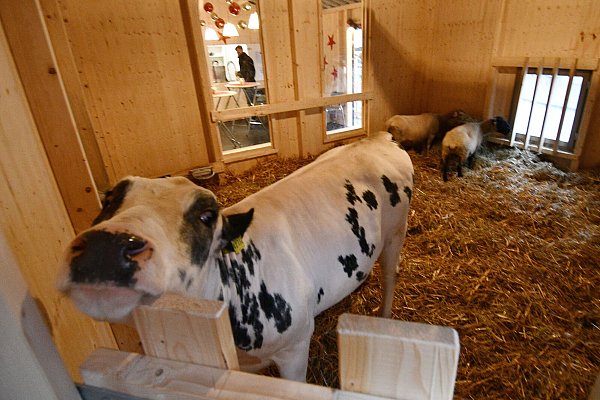 Die lebendige Krippe ist an der Marktkirche zu sehen. - © Lena Henning