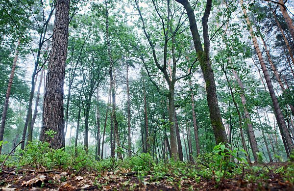 Bei einem Spaziergang ist ein ruhiger Start ins Jahr 2025 möglich. - © Symbolfoto: Sarah Jonek