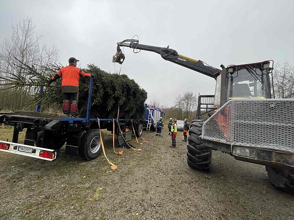 Unter fachkundiger Aufsicht wird die Weihnachtsfichte von einer Forstmaschine auf den Lkw geladen. - © Stefan Befeld Wald und Holz