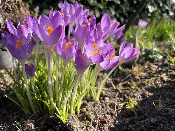 Kaum ist der meteorologische Winter vorbei, zeigt sich Leben in der Natur und lässt Krokusse in der Sonne leuchten. - © Heike von Schulz