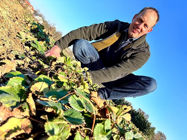 Bernd Henrichsmeier hegt und kultiviert seine Erdbeerpflanzen in Stieghorst. Wegen des aktuellen Hypes kommt er allerdings nicht auf die Idee, sich jetzt besonders exklusive Sorten anzulachen. - © Eike J. Horstmann
