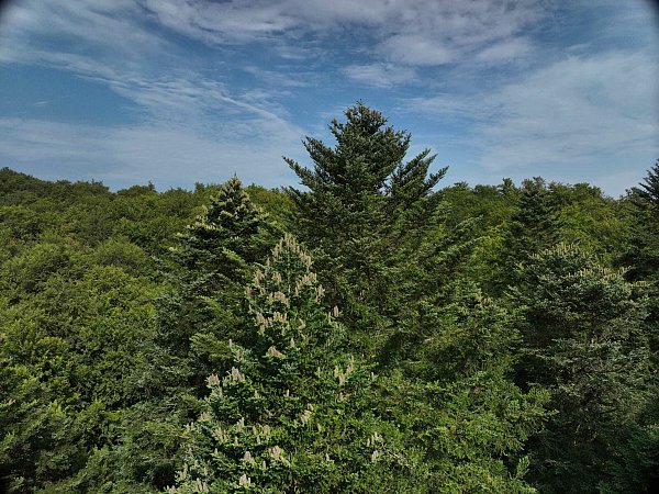Die Zapfen wachsen nur in den Spitzen der Weißtannen, 40 Meter über dem Waldboden. - © Wald und Holz NRW