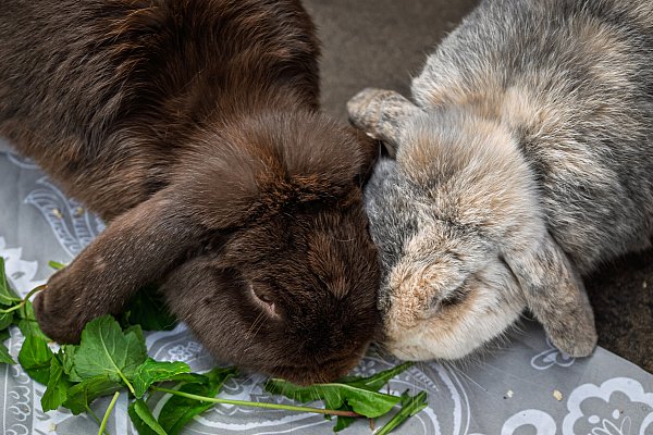 Schoki (l.) liebt nicht nur Salat, sondern auch Klopfer. Deswegen sollten die beiden Widderkaninchen unbedingt zusammen vermittelt werden. - © Stefan Derschum