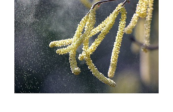 Viele Menschen reagieren auf die Pollen vom Hasel. Neben Nasensprays oder Augentropfen hilft oft auch die Kontaktreduzierung mit den Allergieauslösern. - © dpa