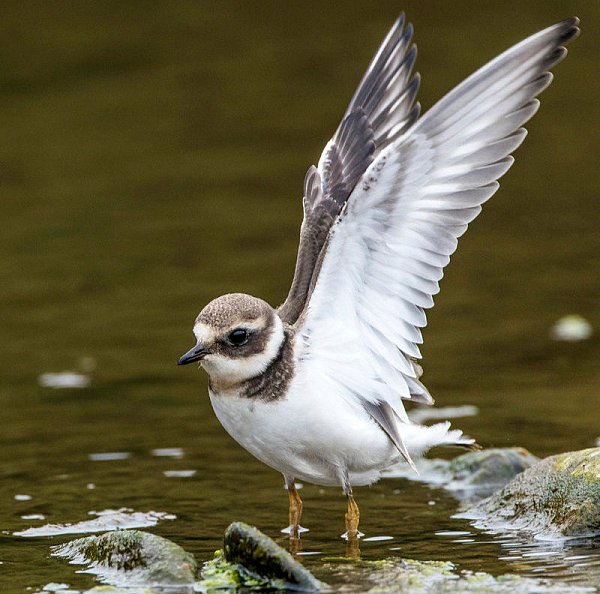 Vögel wie der Flussregenpfeifer bekommen in dem renaturierten Abschnitt der Lippe bei Sande neuen Lebensraum. - © Dr. Günter Bockwinkel