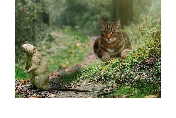 Katzen jagen nicht nur Mäuse: Auch unbeliebte Spinnentiere in der Wohnung sind durch die Fellnasen kein Problem mehr. - © Symbolbild/Pixabay