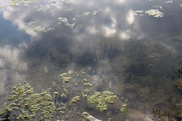 Schlechte Wasserqualität: Viele Sedimente lagern sich im Padersee ab. - © Moritz Jülich