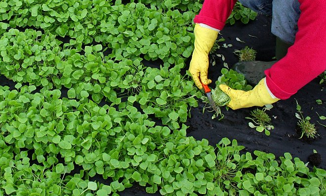 Winterportulak schmeckt leicht nussig und eignet sich gut für Salate. - Patrick Pleul/dpa/dpa-tmn