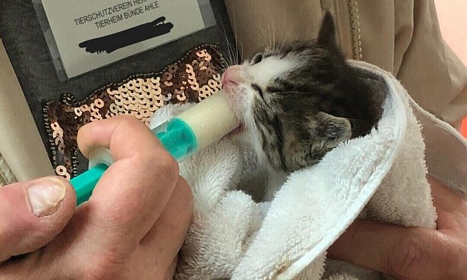 Die Katzenbabys müssen zum Teil noch mit einer Spritze gefüttert werden. - Tierheim Bünde