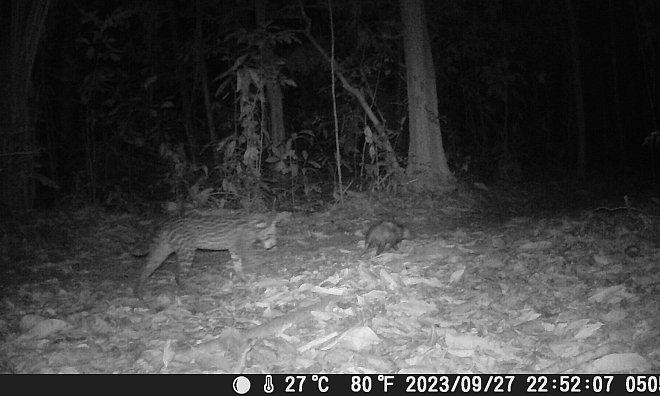 Eine besondere Freundschaft: Ein Ozelot und Opossum streifen gemeinsam durch den Amazonas. - NW