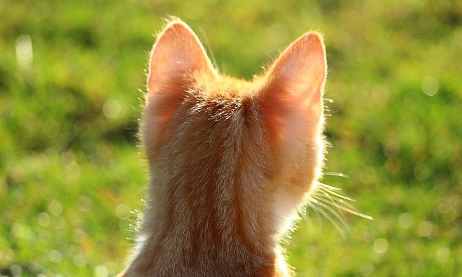 Im Bünder Tierheim werden kleine Katzenbabys aufgezogen. - Symbolbild: Pixabay