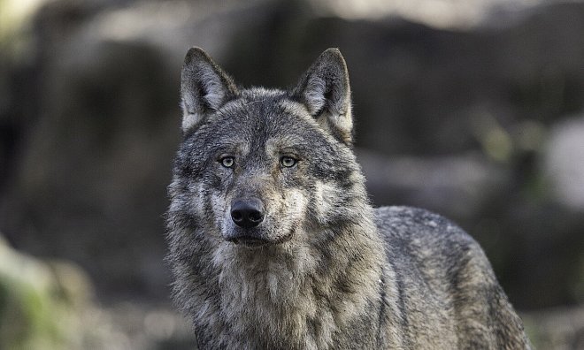 In Bad Oeynhausen wurde ein Wolf gesichtet. - Symbolbild: Pixabay