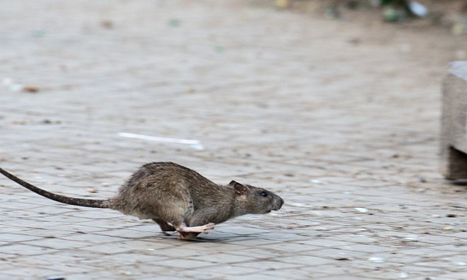 Bünderinnen und Bünder haben sich zuletzt wegen Ratten an die Redaktion gewandt. - dpa