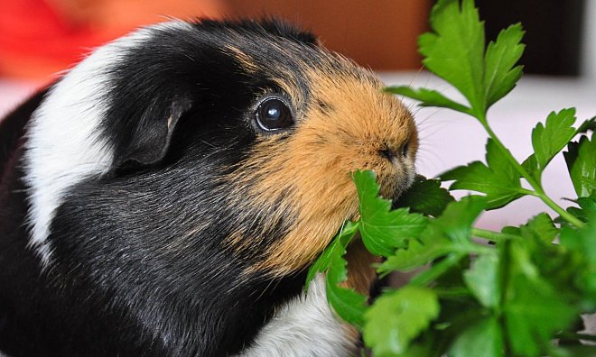 Lecker! Meerschwein Lena liebt glatte Petersilie. Nur zu viel darf es nicht sein. - Julia Gesemann