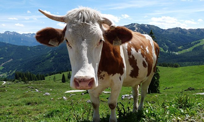 «Weidemilch» klingt nach Kühen auf riesigen, saftigen Wiesen – doch was steckt wirklich hinter dem Begriff? - Merle Schmalenbach/dpa-tmn
