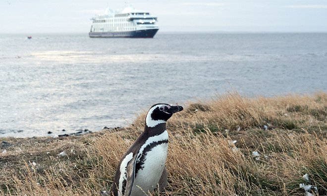 An Land ungelenk, im Wasser pfeilschnell: Auf der Insel Magdalena leben die Magellanpinguine. - Andreas Drouve/dpa-tmn