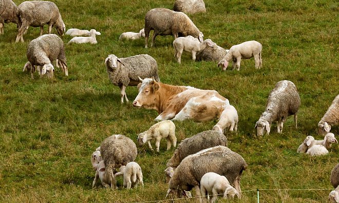 "Mücke" fühlt sich wohl unter Schafen. - Thomas Schippl/dpa