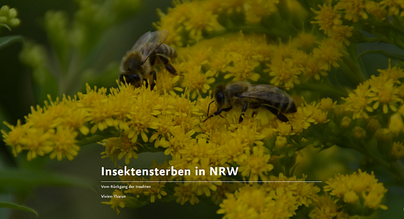 Atavist zum Insektensterben. - © Vivien Tharun