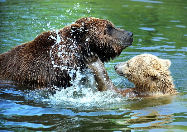 Die beiden Bären im Bielefelder Tierpark Olderdissen verzücken die ganze Familie. - © Christian Weische