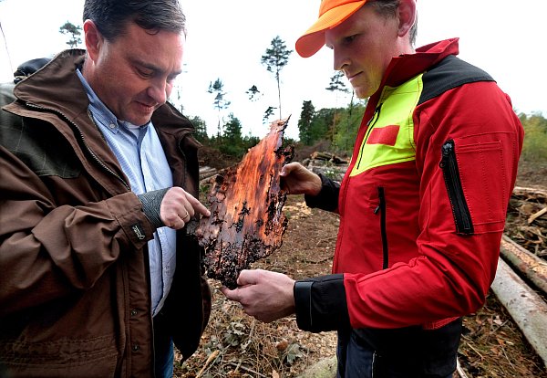Förster Michael Sommer (l.) und Forstdienstleister Hauke Moormann betrachten eine vom Schädling befallene Borke. - © Andreas Frücht
