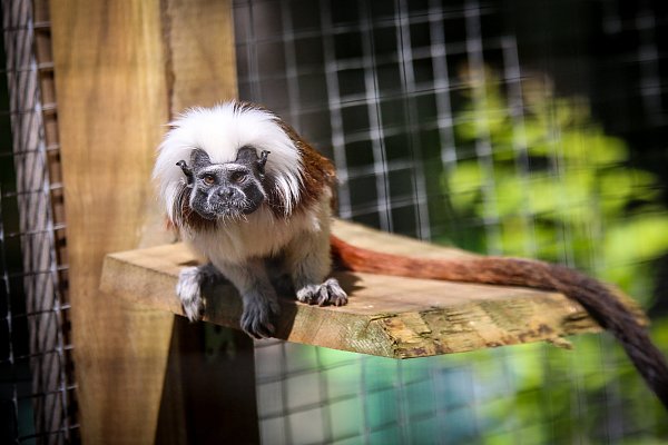Die Liszt-Äffchen sind ziemlich neugierige Bewohner des kleinen Herforder Zoos. - © Daniel Salmon