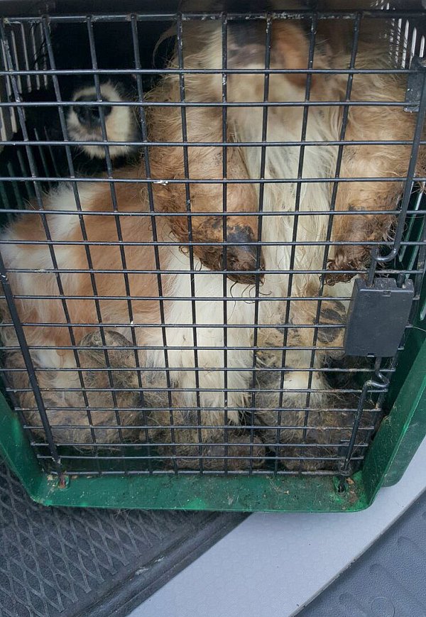 Das Foto zeigt zwei in einer Transportbox ausgesetzte und völlig verdreckte Hunde. - © Tierherberge Kamp-Lintfort/Bund Deutscher Tierfreunde/Beate Mühlenberg/dpa
