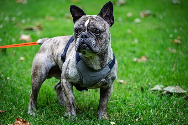 Wer sich für Robin entscheidet, holt sich einen lieben Hund zu sich nach Hause, der einem nicht von der Seite weichen möchte. - © Stefan Derschum