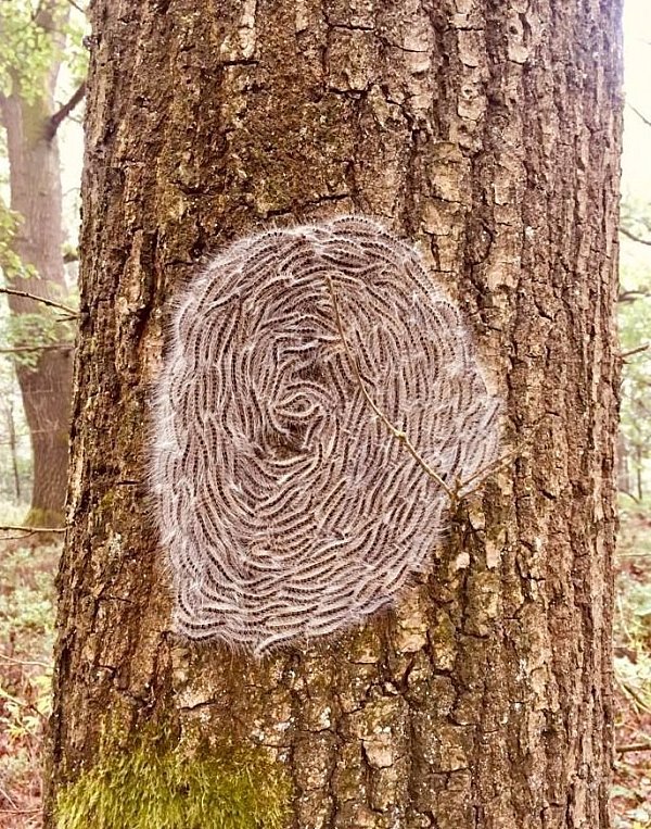 Kunst an einem Baum. - © Jürgen Unger